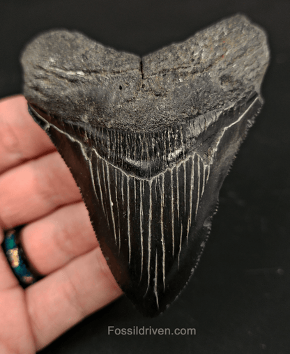 3.50" South Carolina Megalodon Tooth - Serrated - Authentic Fossil Shark Tooth - Fossil Driven