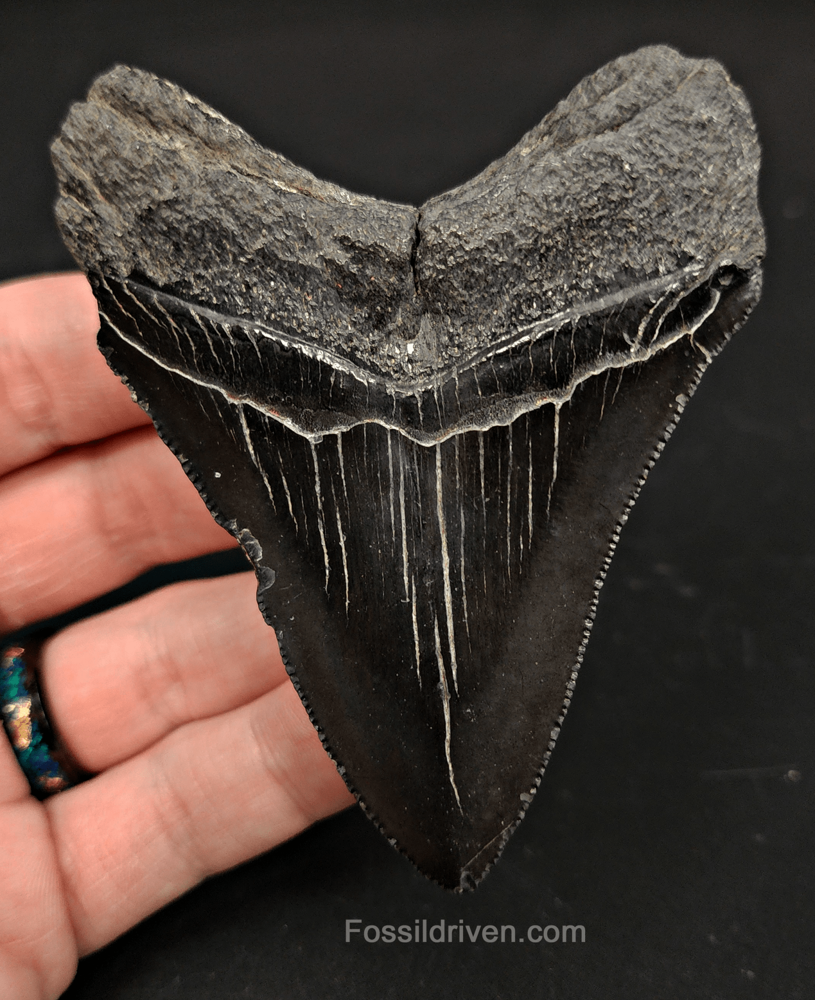 3.50" South Carolina Megalodon Tooth - Serrated - Authentic Fossil Shark Tooth - Fossil Driven