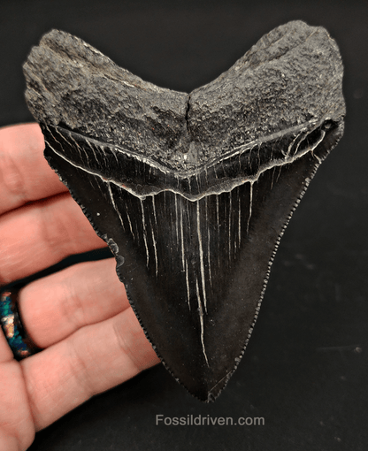 3.50" South Carolina Megalodon Tooth - Serrated - Authentic Fossil Shark Tooth - Fossil Driven