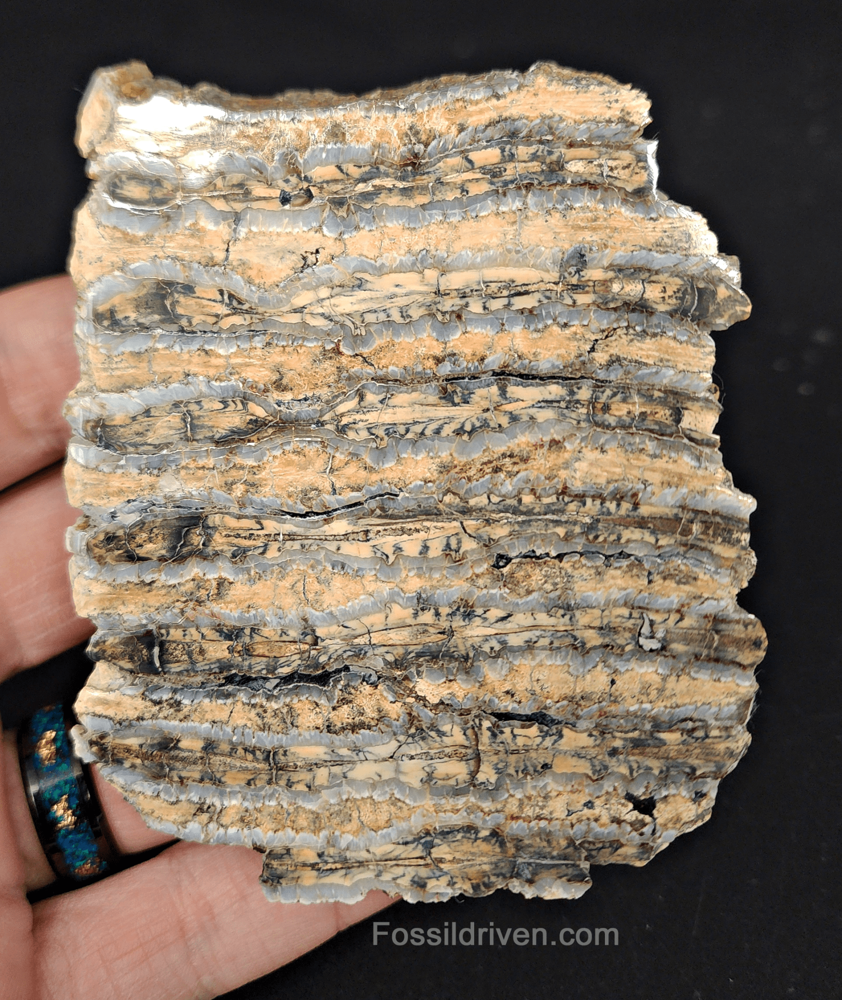 3.52" Columbian Mammoth Tooth Slice – Authentic Fossil | Fossil Driven - Fossil Driven