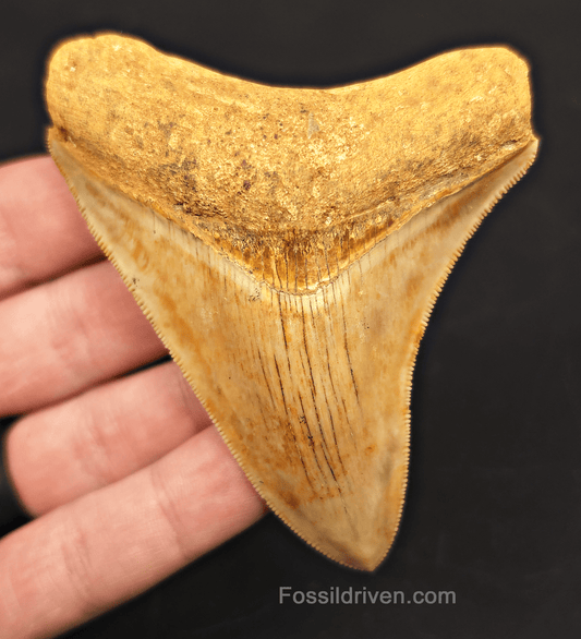 3.52" High - Quality Fossil Megalodon Tooth for Sale - Java, Indonesia | Fossil Driven - Fossil Driven
