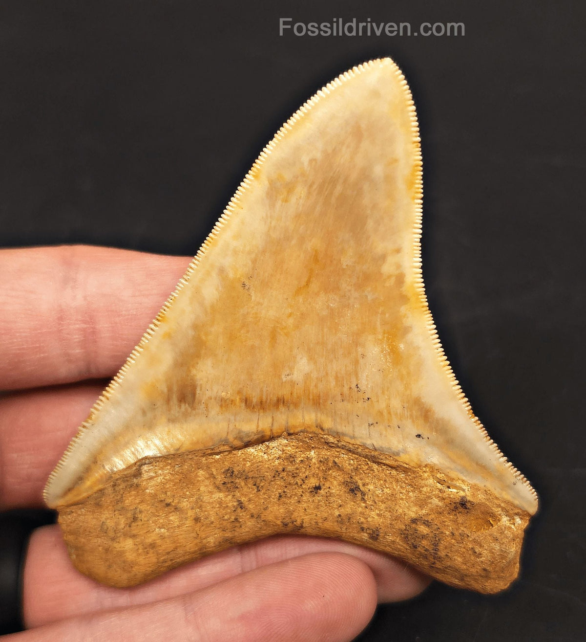 3.52" High-Quality Fossil Megalodon Tooth - Java, Indonesia | Fossil Driven - Fossil Driven