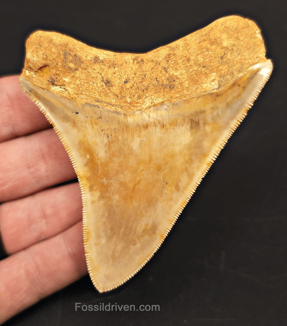 3.52" High-Quality Fossil Megalodon Tooth - Java, Indonesia | Fossil Driven - Fossil Driven