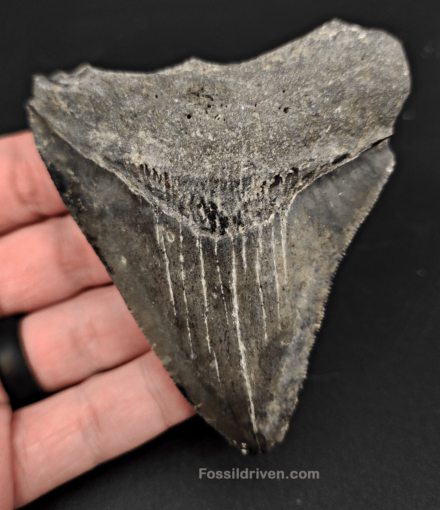 3.53" Fossil Megalodon Tooth – Authentic Fossil from Venice, Florida - Fossil Driven
