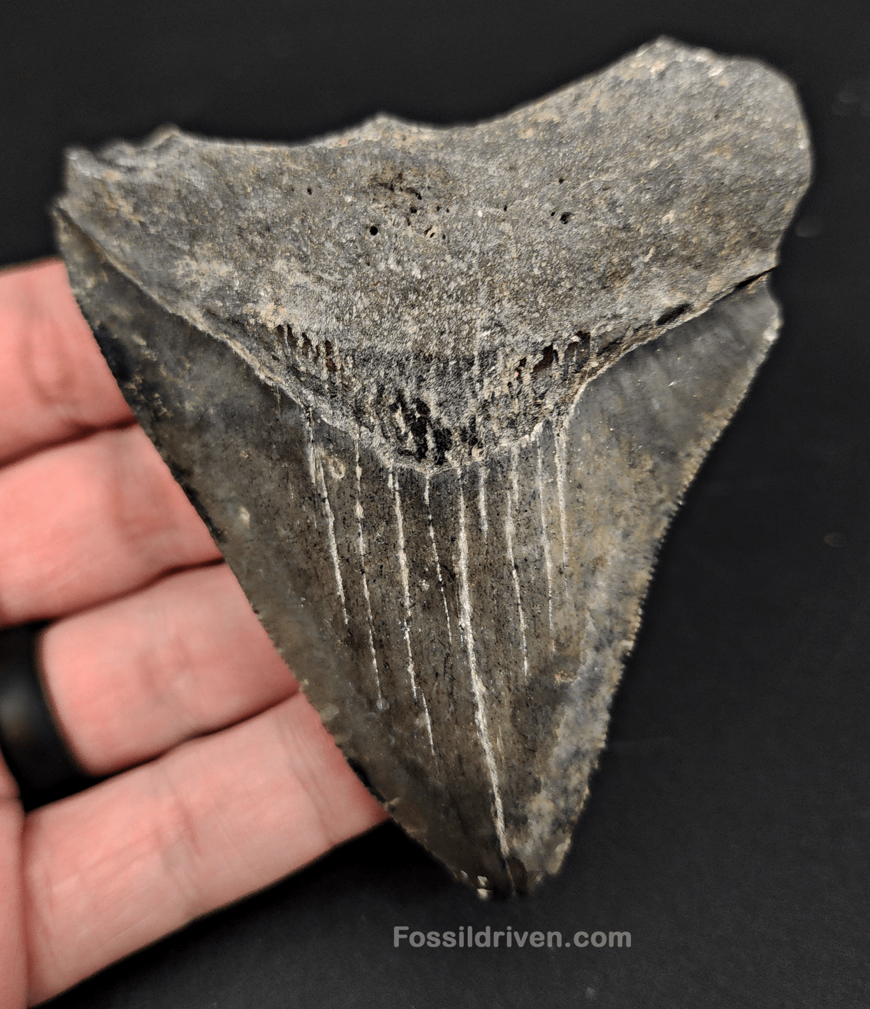 3.53" Fossil Megalodon Tooth – Authentic Fossil from Venice, Florida - Fossil Driven