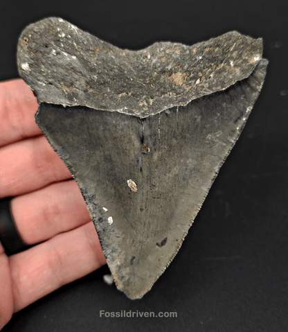 3.53" Fossil Megalodon Tooth – Authentic Fossil from Venice, Florida - Fossil Driven