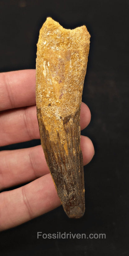 3.53" Fossil Spinosaurus Tooth - Authentic Dinosaur Tooth - Fossil Driven