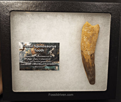 3.53" Fossil Spinosaurus Tooth - Authentic Dinosaur Tooth - Fossil Driven