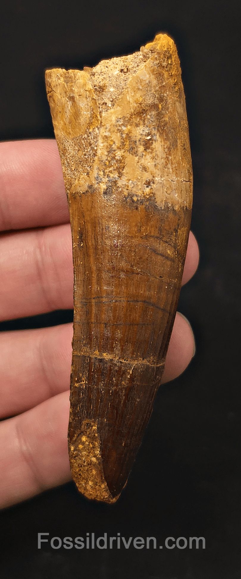 3.53" Fossil Spinosaurus Tooth - Real Dinosaur Tooth - Fossil Driven