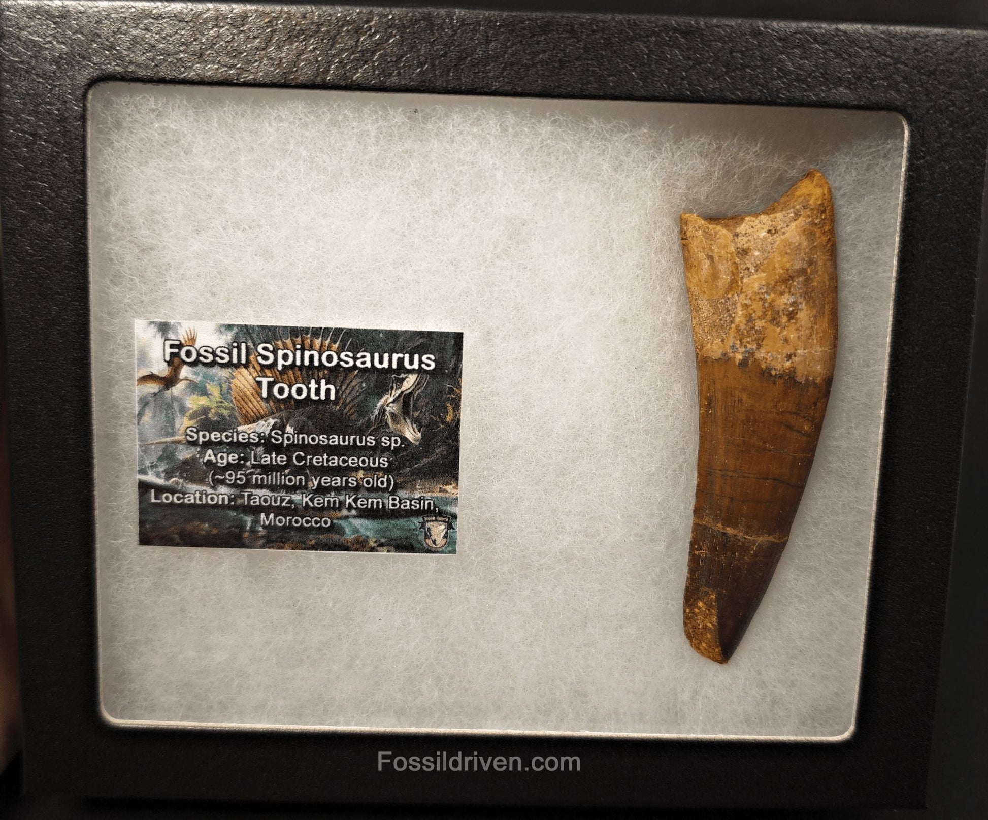 3.53" Fossil Spinosaurus Tooth - Real Dinosaur Tooth - Fossil Driven
