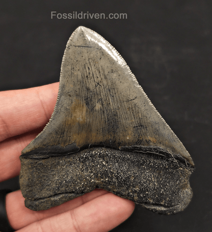 3.53" High-Quality Fossil Megalodon Tooth - Charleston, South Carolina - Fossil Driven