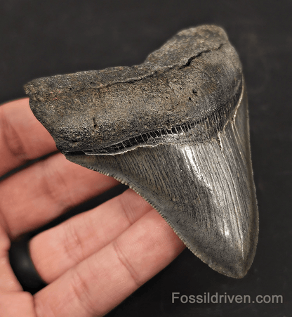 3.53" High-Quality Fossil Megalodon Tooth - Charleston, South Carolina - Fossil Driven