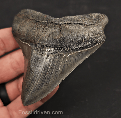 3.53" High-Quality Fossil Megalodon Tooth - Charleston, South Carolina - Fossil Driven