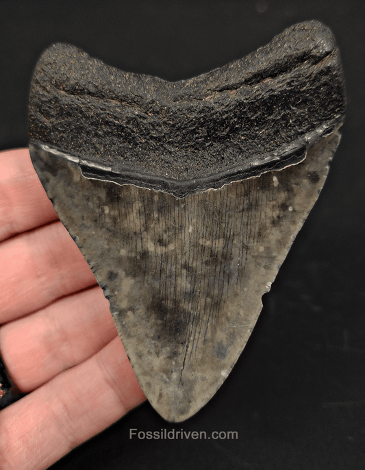 3.53" South Carolina Megalodon Tooth - Solid Specimen - Authentic Fossil Shark Tooth - Fossil Driven