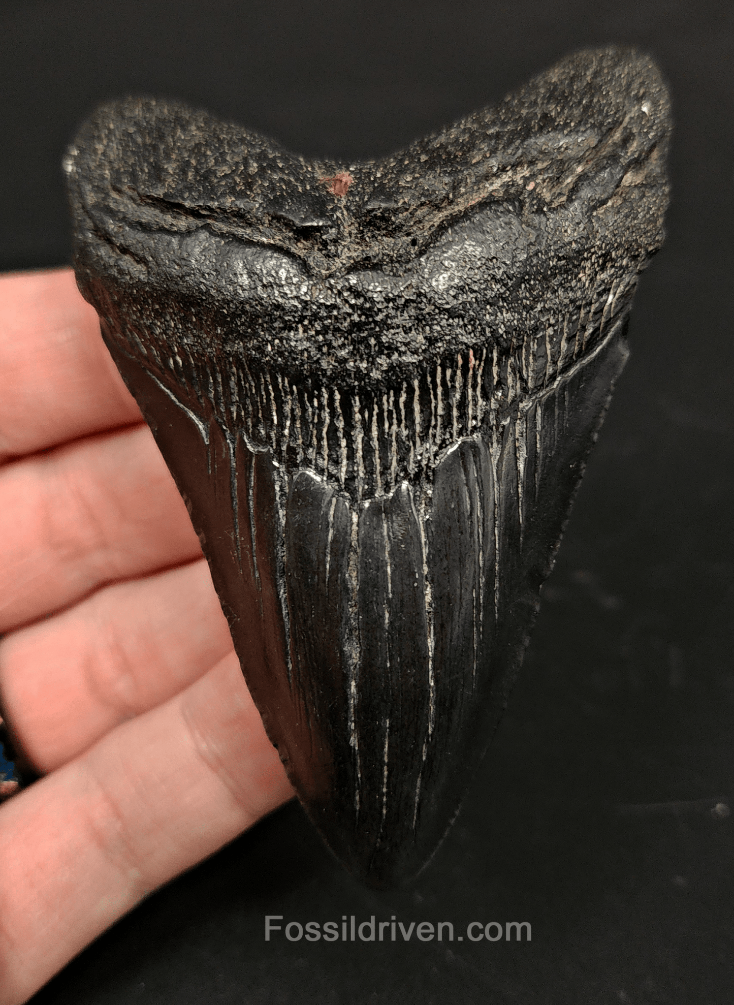 3.53" South Carolina Megalodon Tooth - Solid Specimen - Authentic Fossil Shark Tooth - Fossil Driven