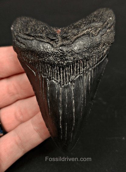3.53" South Carolina Megalodon Tooth - Solid Specimen - Authentic Fossil Shark Tooth - Fossil Driven