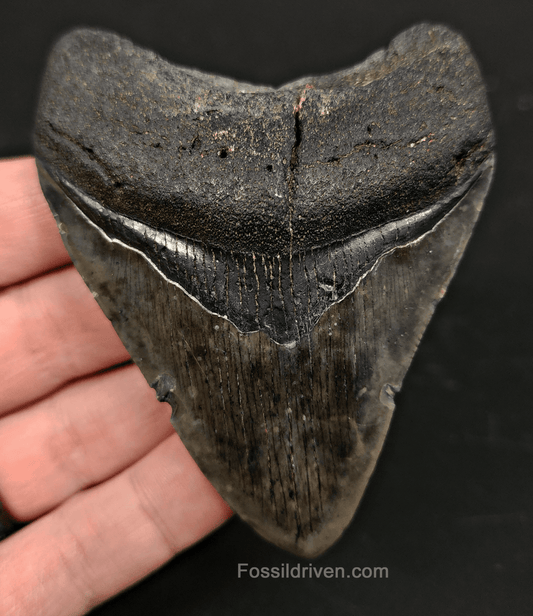 3.53" South Carolina Megalodon Tooth - Solid Specimen - Authentic Fossil Shark Tooth - Fossil Driven