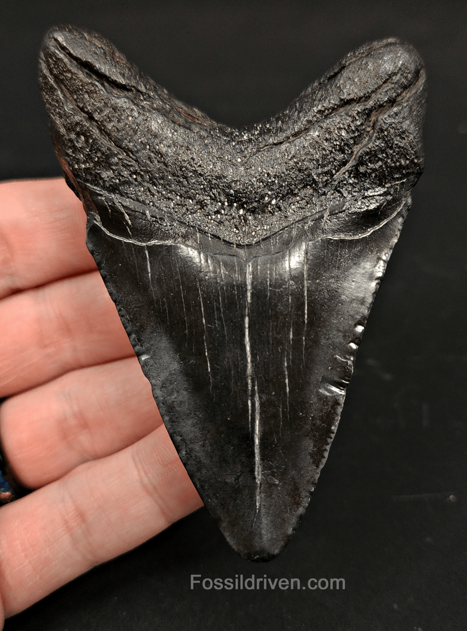 3.53" South Carolina Megalodon Tooth - Solid Specimen - Authentic Fossil Shark Tooth - Fossil Driven