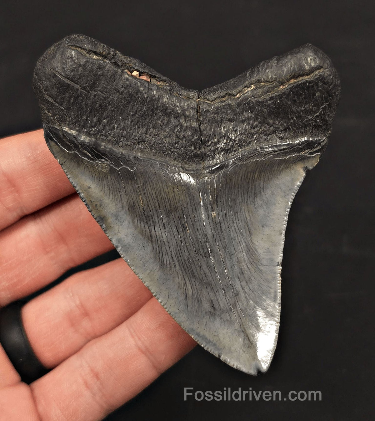 3.54" Fossil Megalodon Tooth - Charleston, South Carolina - Fossil Driven