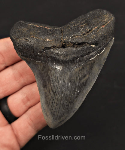 3.54" Fossil Megalodon Tooth - Charleston, South Carolina - Fossil Driven