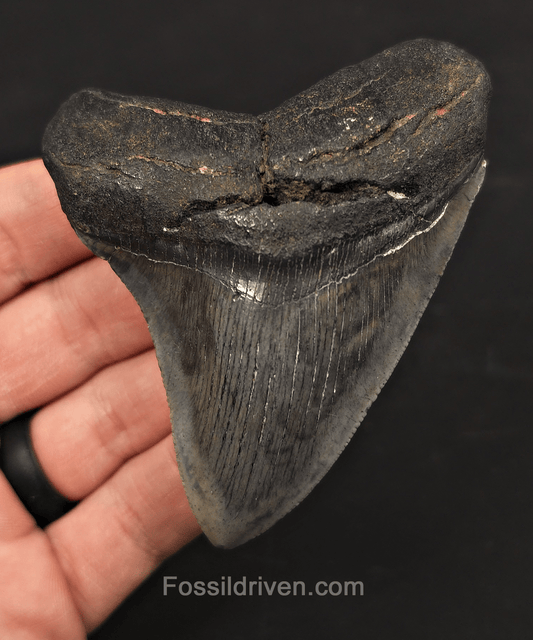 3.54" Fossil Megalodon Tooth - Charleston, South Carolina | Fossil Driven - Fossil Driven