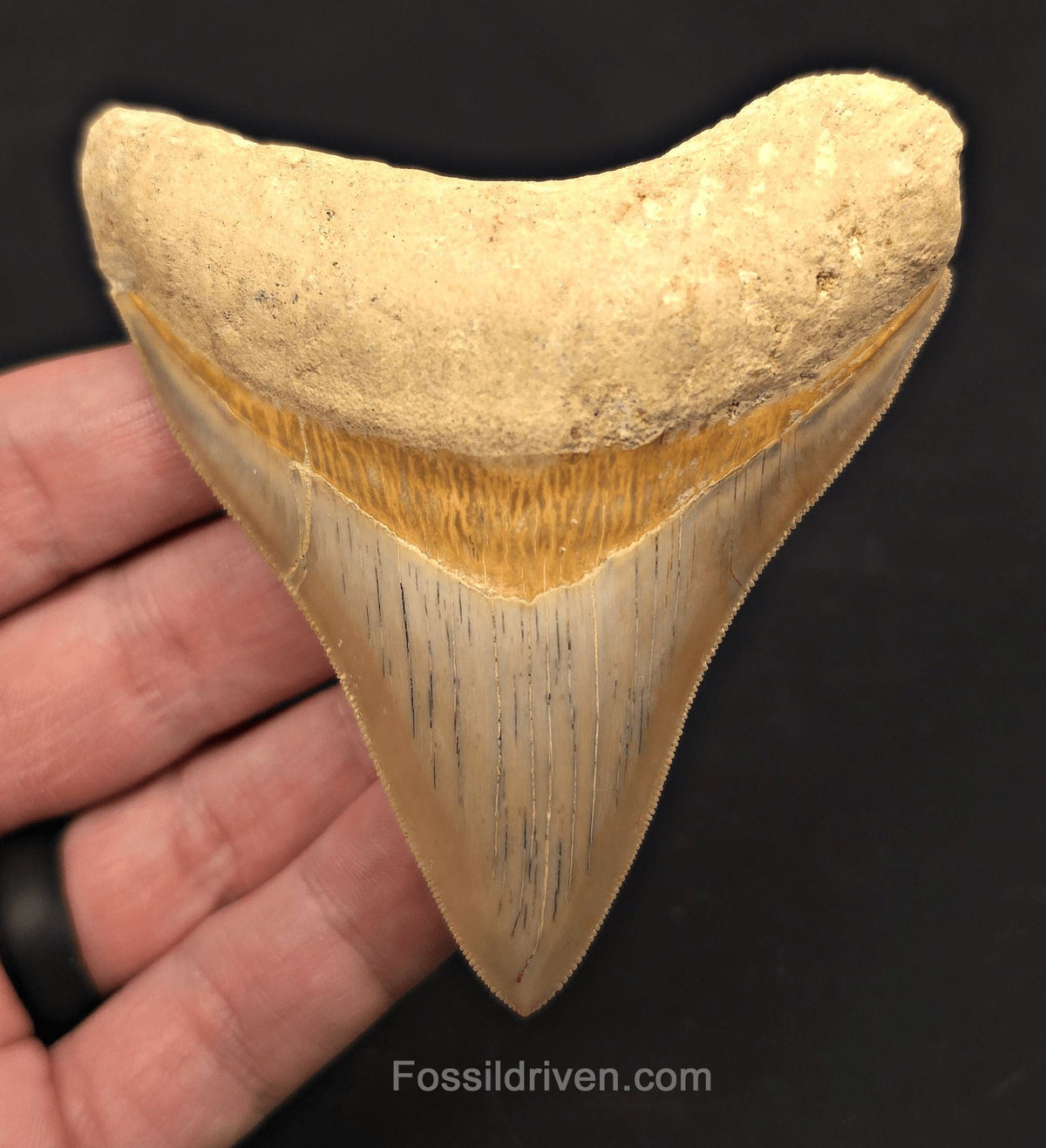 3.54" Posterior Fossil Megalodon Tooth for Sale - Java, Indonesia - Fossil Driven