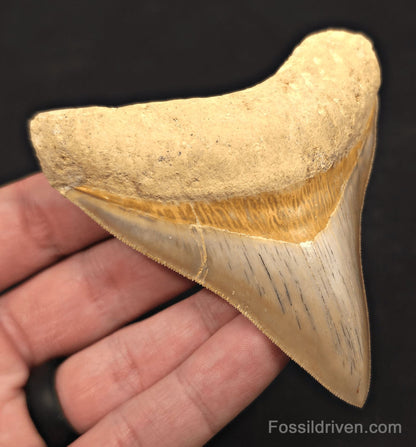 3.54" Posterior Fossil Megalodon Tooth for Sale - Java, Indonesia - Fossil Driven