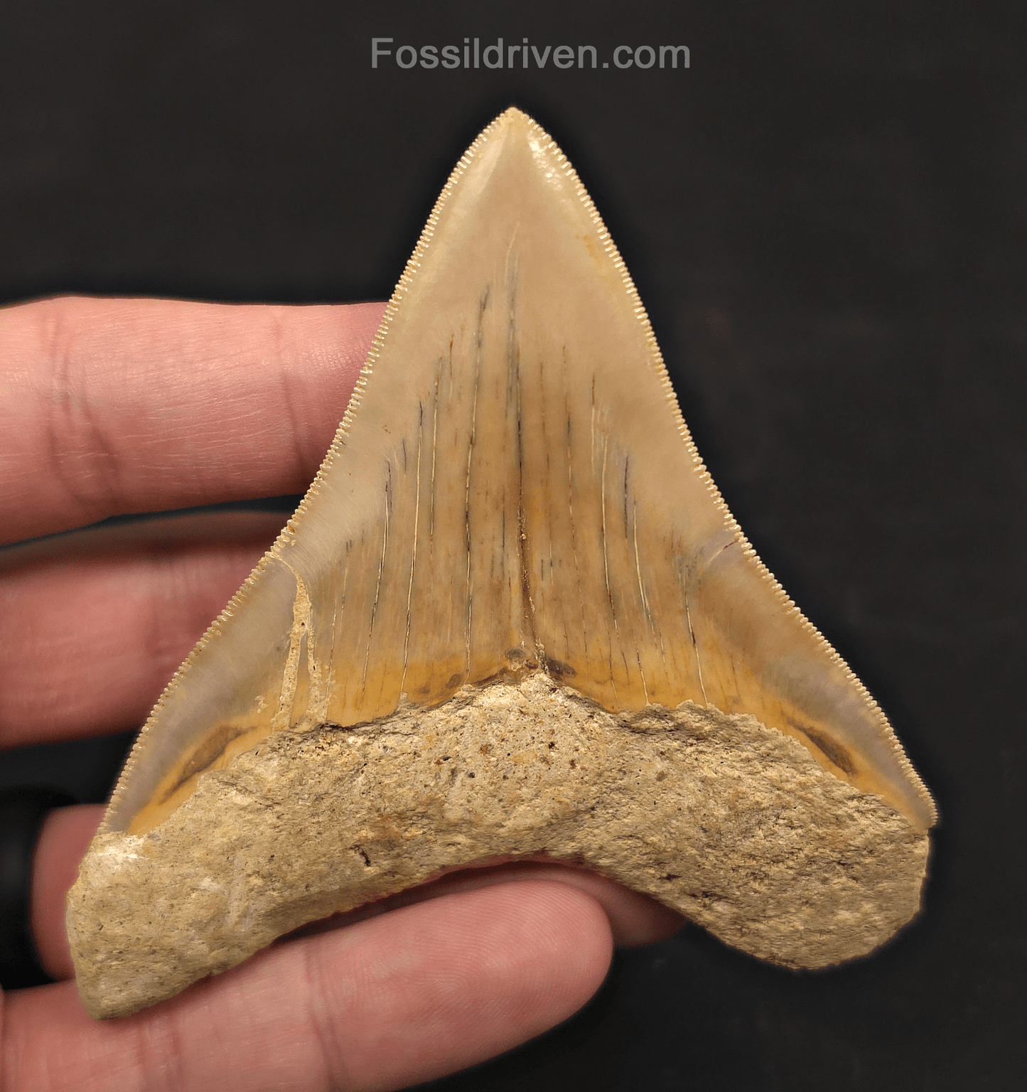 3.54" Posterior Fossil Megalodon Tooth for Sale - Java, Indonesia - Fossil Driven