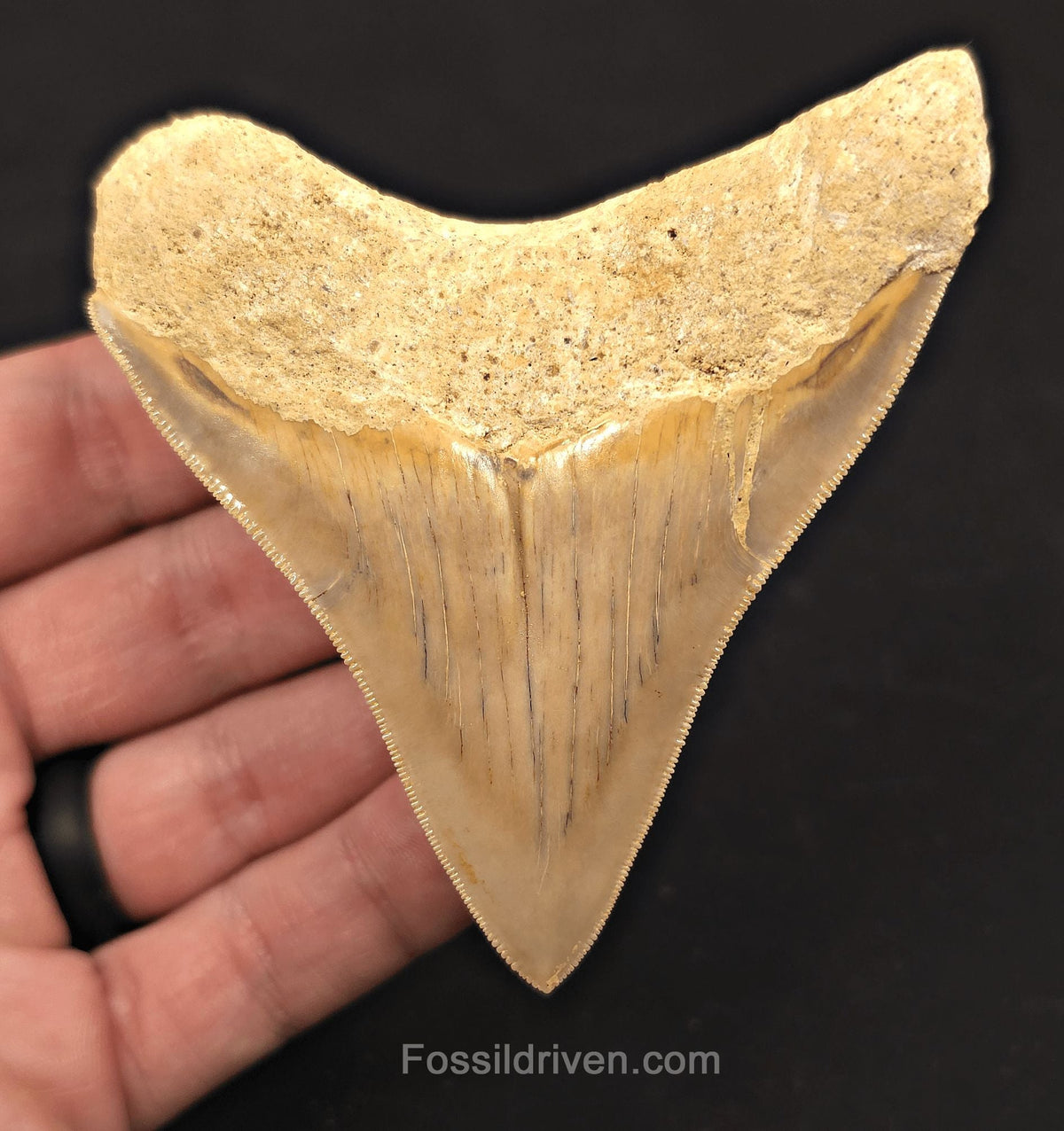 3.54" Posterior Fossil Megalodon Tooth for Sale - Java, Indonesia - Fossil Driven