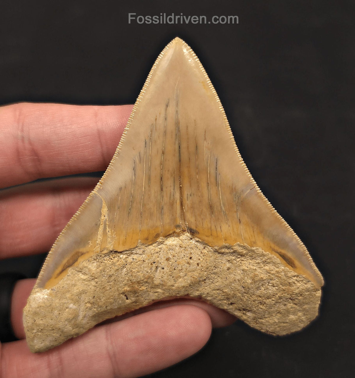 3.54" Posterior Fossil Megalodon Tooth for Sale - Java, Indonesia - Fossil Driven