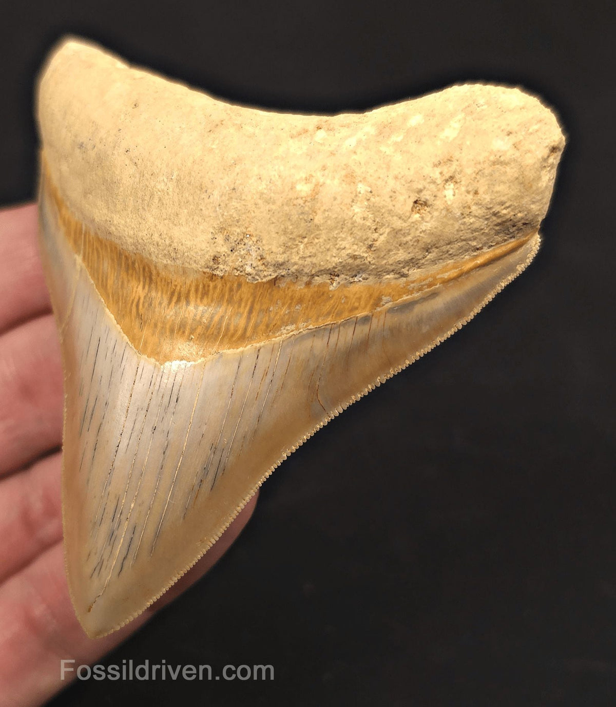3.54" Posterior Fossil Megalodon Tooth for Sale - Java, Indonesia - Fossil Driven