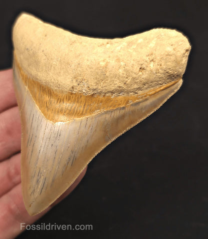 3.54" Posterior Fossil Megalodon Tooth for Sale - Java, Indonesia - Fossil Driven