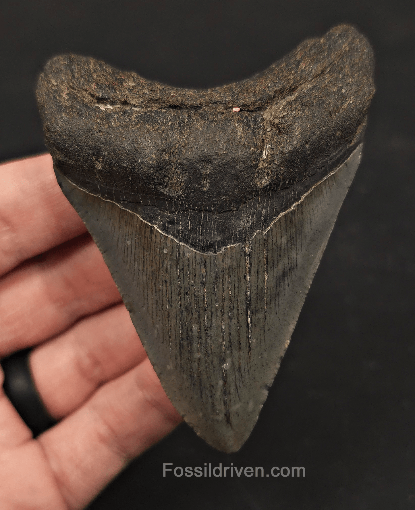 3.55" Fossil Megalodon Tooth - Charleston, South Carolina | Fossil Driven - Fossil Driven