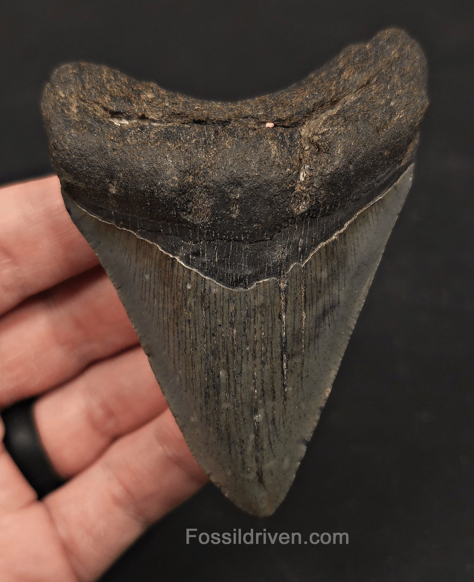 3.55" Fossil Megalodon Tooth - Charleston, South Carolina | Fossil Driven - Fossil Driven