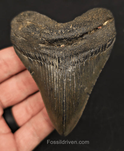 3.55" Fossil Megalodon Tooth for Sale - Beaufort, South Carolina | Fossil Driven - Fossil Driven