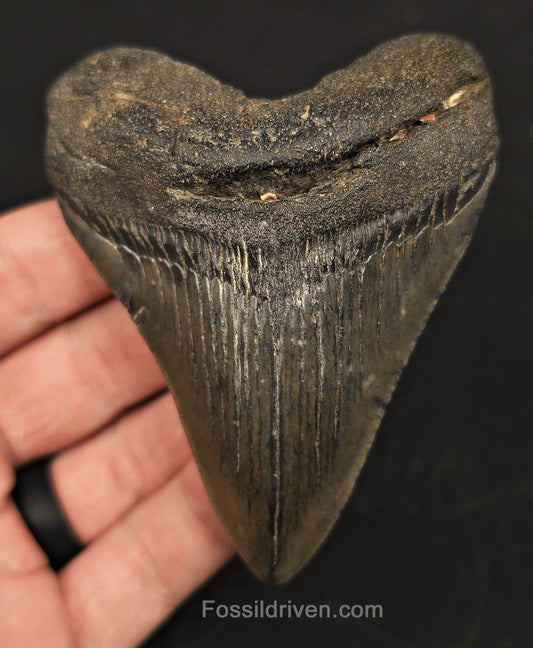 3.55" Fossil Megalodon Tooth for Sale - Beaufort, South Carolina | Fossil Driven - Fossil Driven