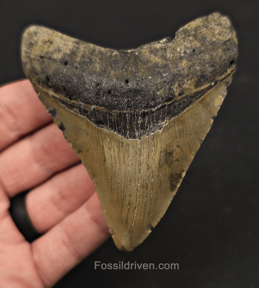 3.56" Fossil Megalodon Tooth – North Carolina | Fossil Driven - Fossil Driven