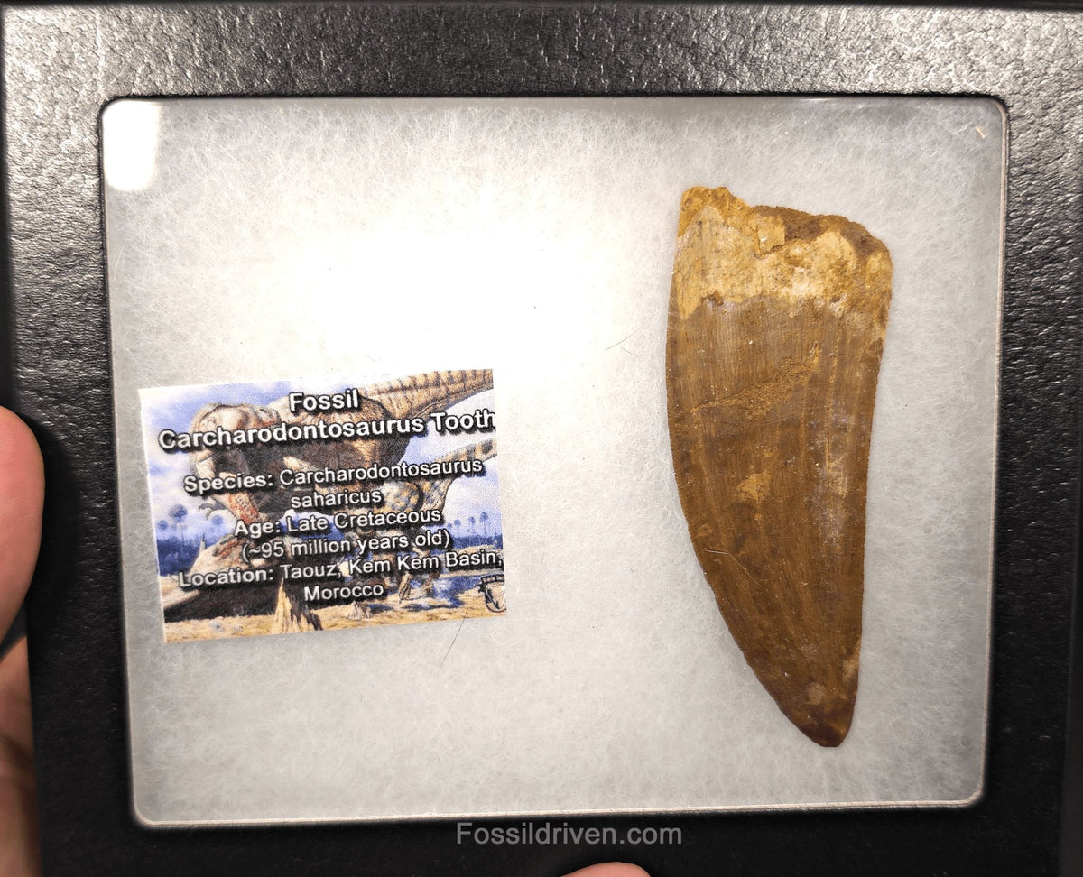 3.56" Serrated Carcharodontosaurus Tooth - Huge Dinosaur Tooth - Fossil Driven