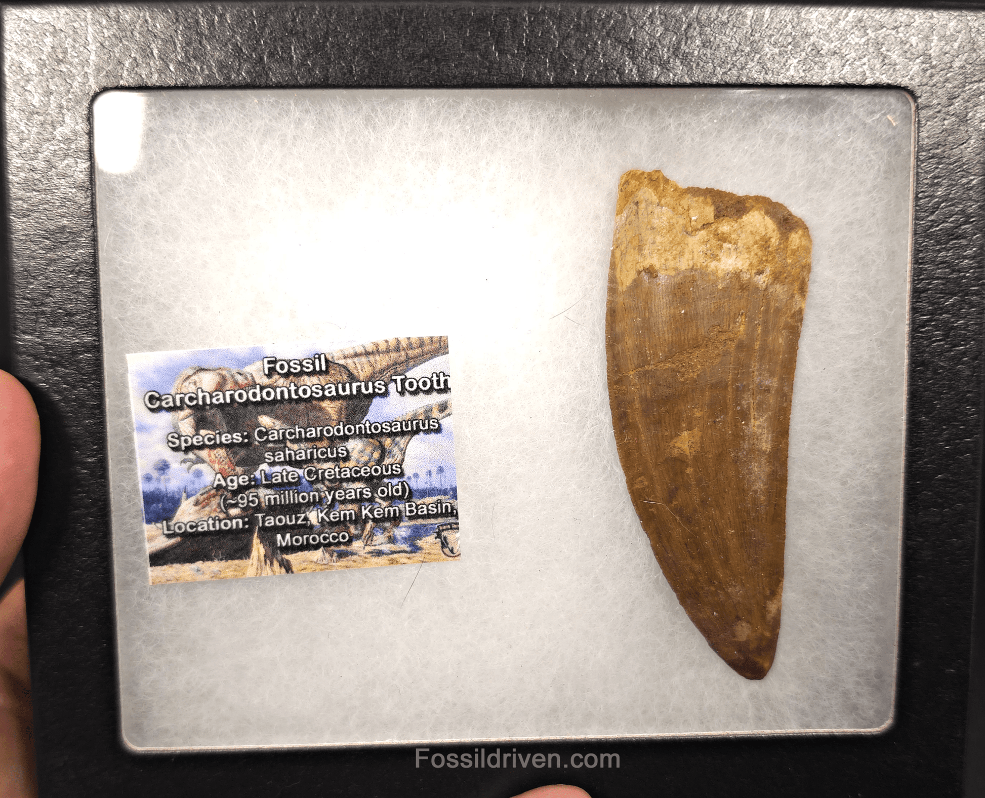 3.56" Serrated Carcharodontosaurus Tooth - Huge Dinosaur Tooth - Fossil Driven