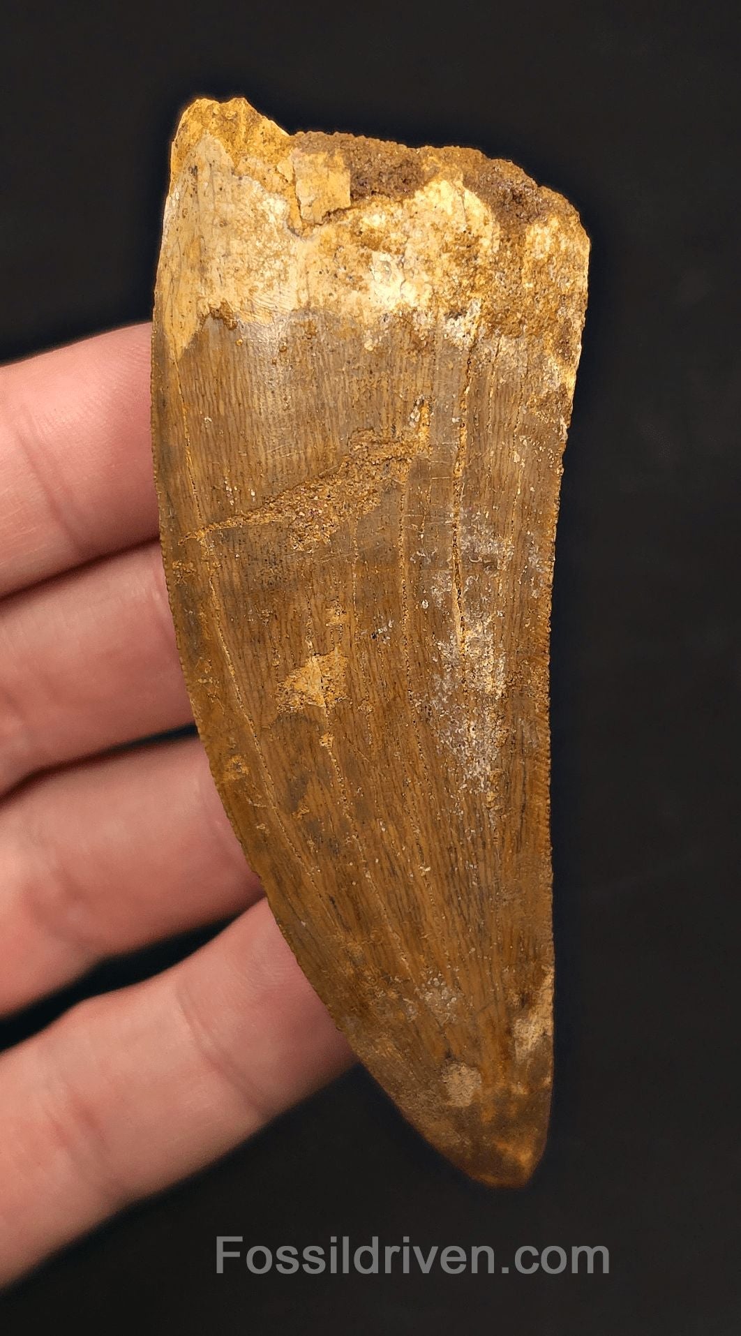 3.56" Serrated Carcharodontosaurus Tooth - Huge Dinosaur Tooth - Fossil Driven