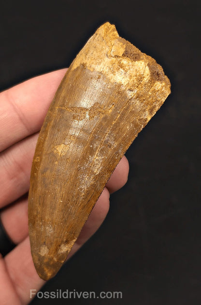 3.56" Serrated Carcharodontosaurus Tooth - Huge Dinosaur Tooth - Fossil Driven