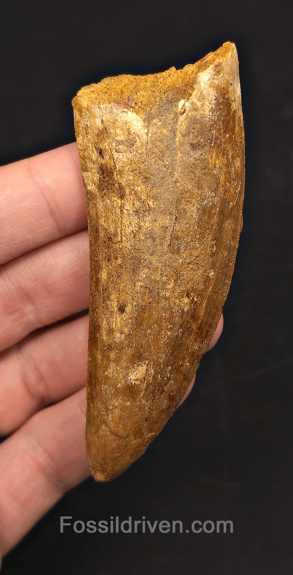 3.56" Serrated Carcharodontosaurus Tooth - Huge Dinosaur Tooth - Fossil Driven