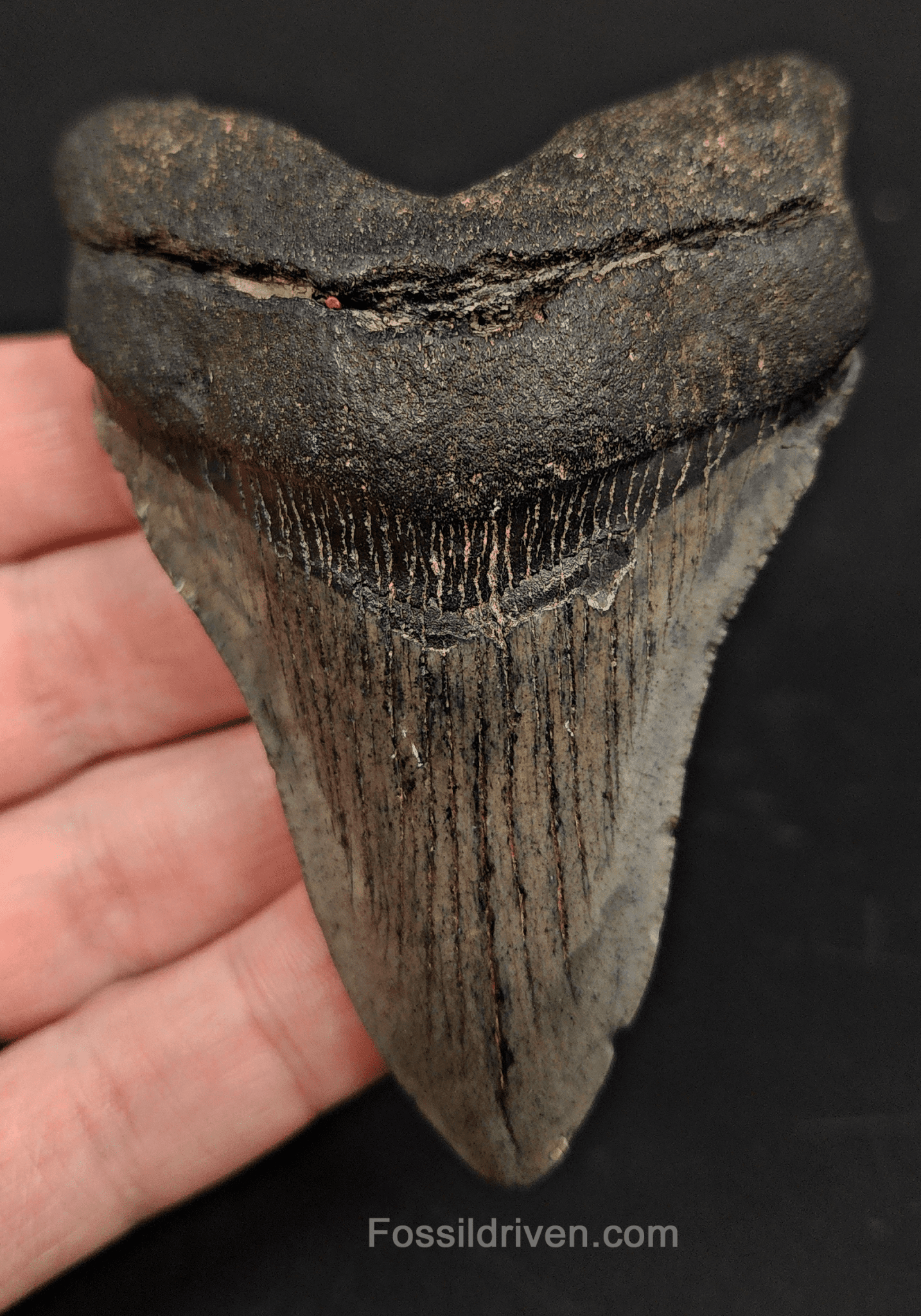 3.56" South Carolina Megalodon Tooth - Solid Specimen - Authentic Fossil Shark Tooth - Fossil Driven