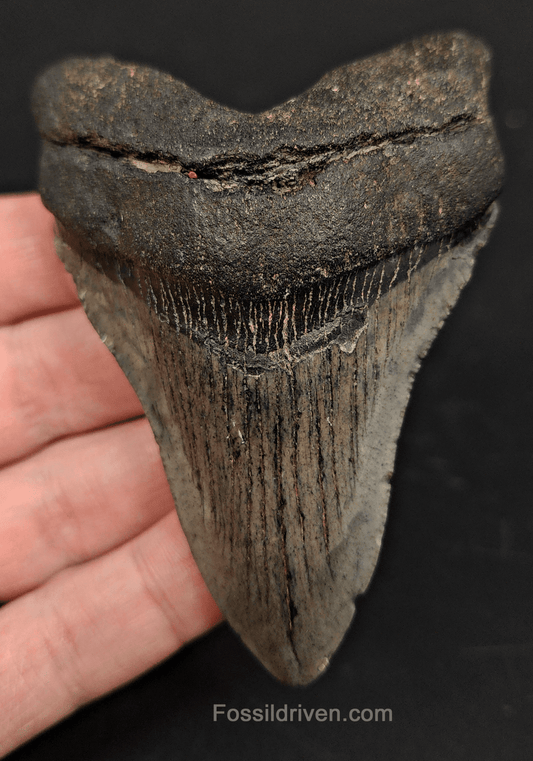 3.56" South Carolina Megalodon Tooth - Solid Specimen - Authentic Fossil Shark Tooth - Fossil Driven
