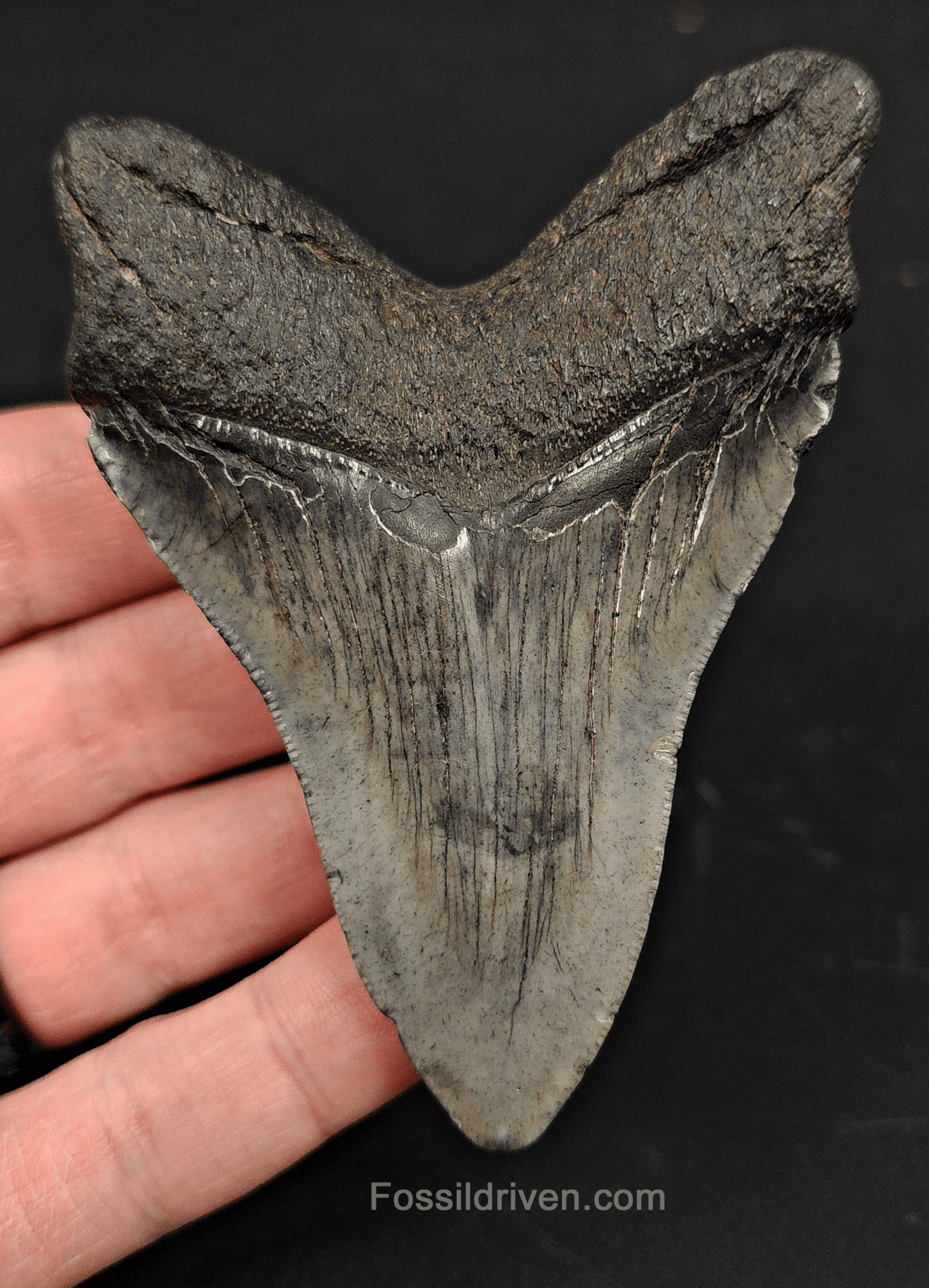 3.56" South Carolina Megalodon Tooth - Solid Specimen - Authentic Fossil Shark Tooth - Fossil Driven