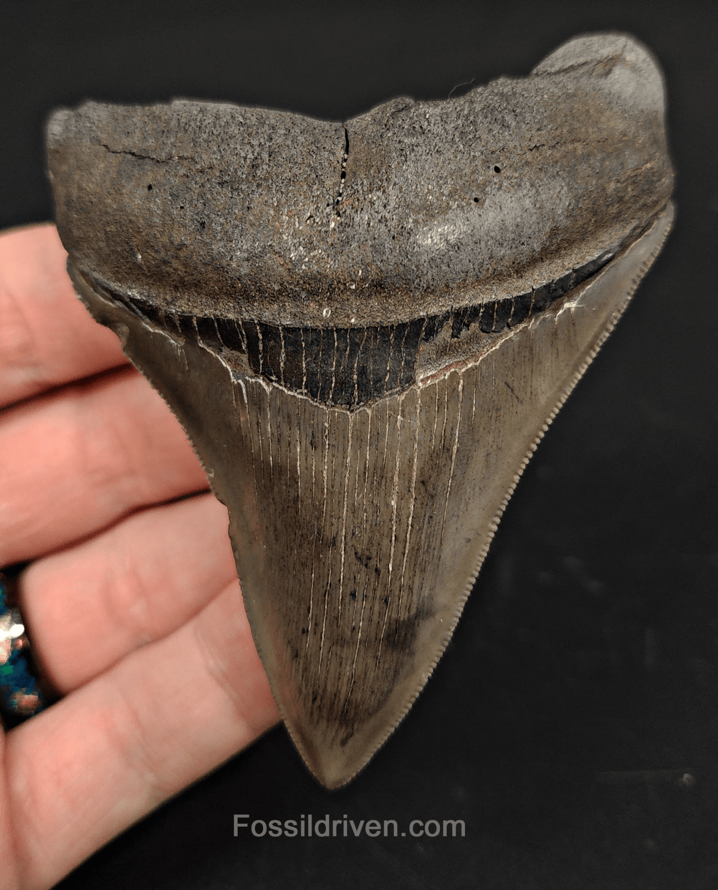 3.57" Georgia Megalodon Tooth - Sharp Serrations - Authentic Fossil Shark Tooth - Fossil Driven