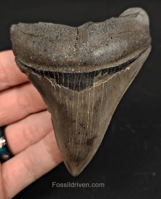 3.57" Georgia Megalodon Tooth - Sharp Serrations - Authentic Fossil Shark Tooth - Fossil Driven