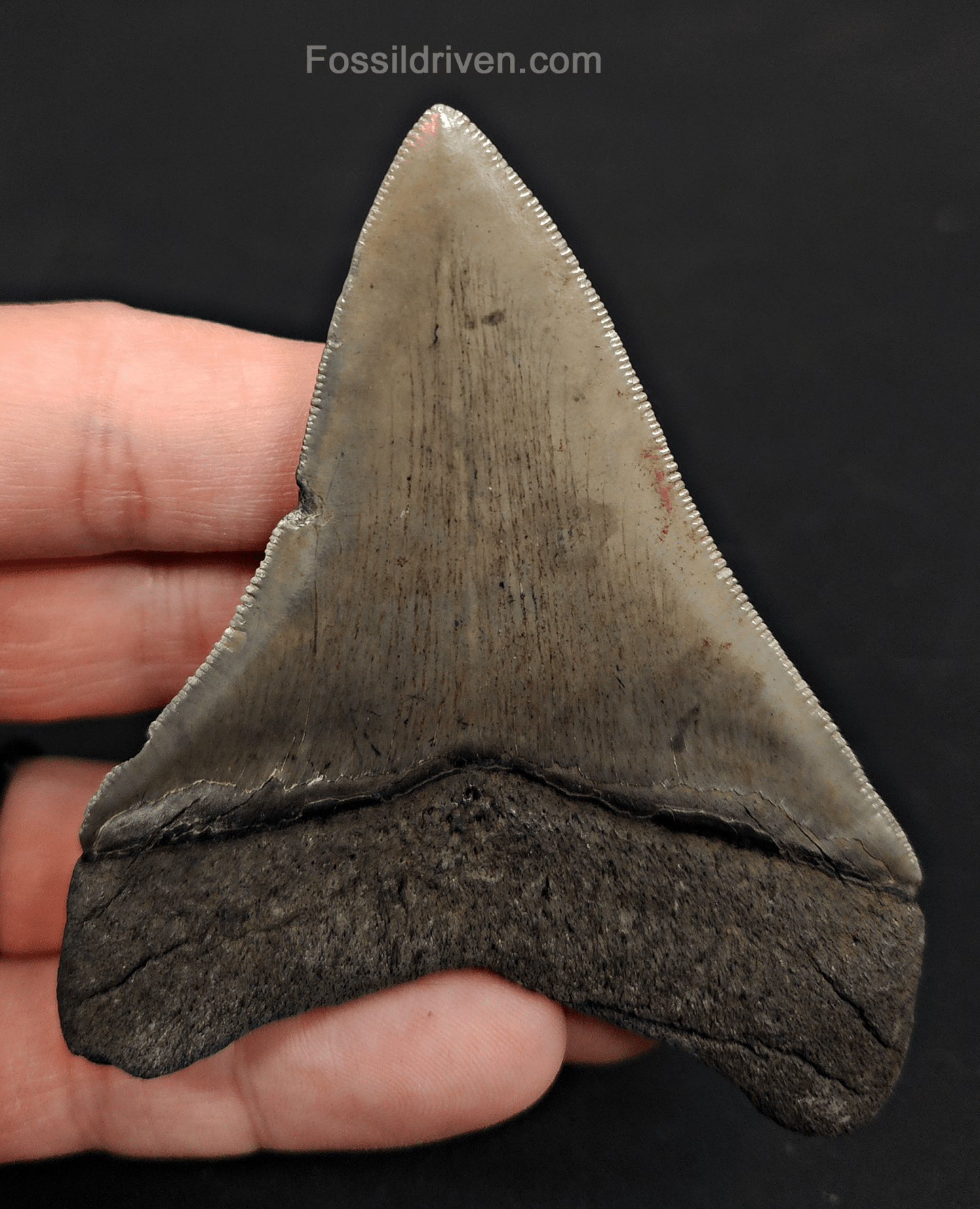 3.57" Georgia Megalodon Tooth - Sharp Serrations - Authentic Fossil Shark Tooth - Fossil Driven