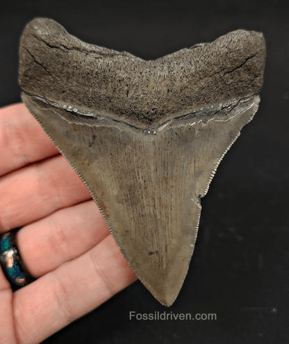 3.57" Georgia Megalodon Tooth - Sharp Serrations - Authentic Fossil Shark Tooth - Fossil Driven