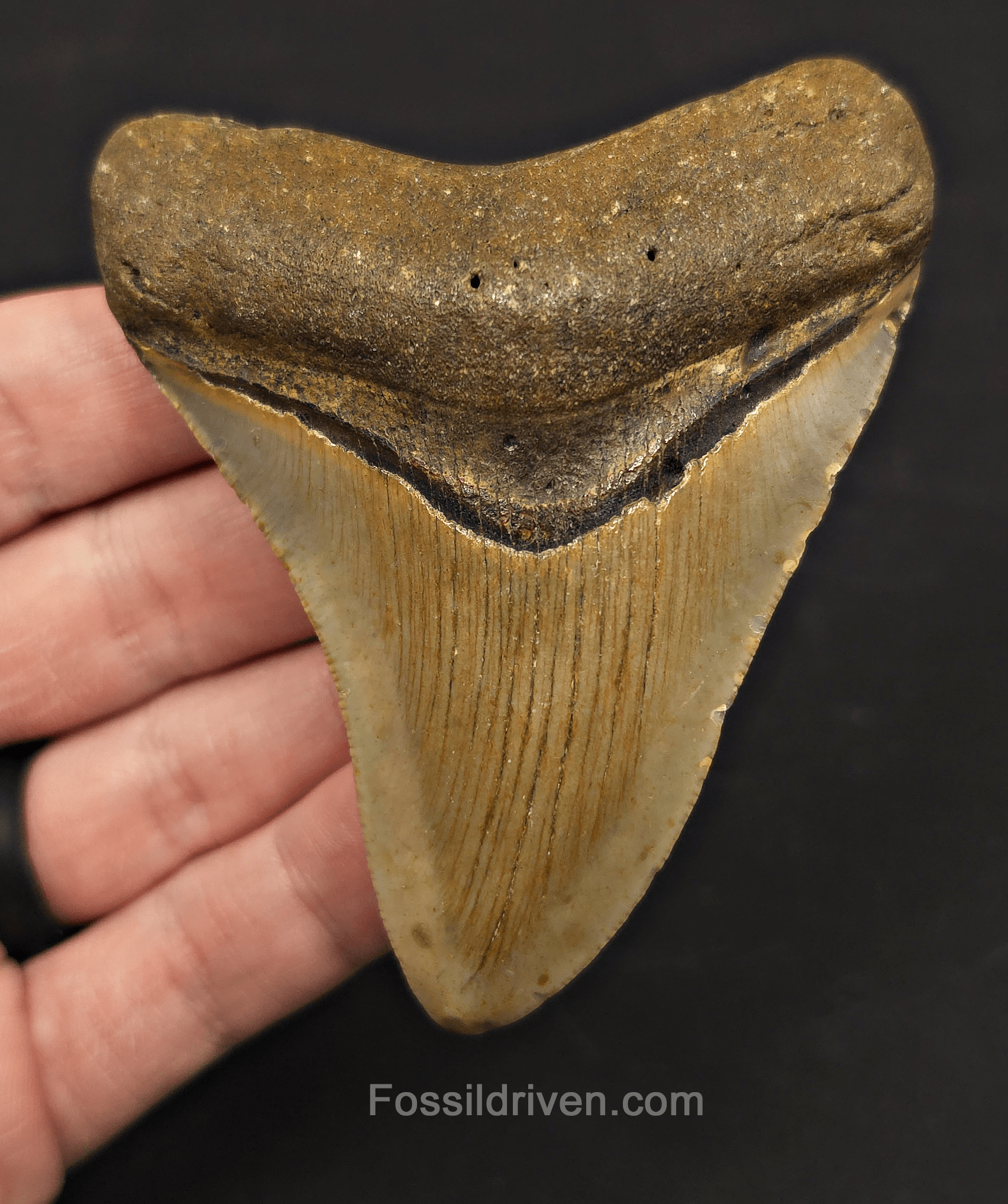 3.59" Fossil Megalodon Tooth – North Carolina | Fossil Driven - Fossil Driven